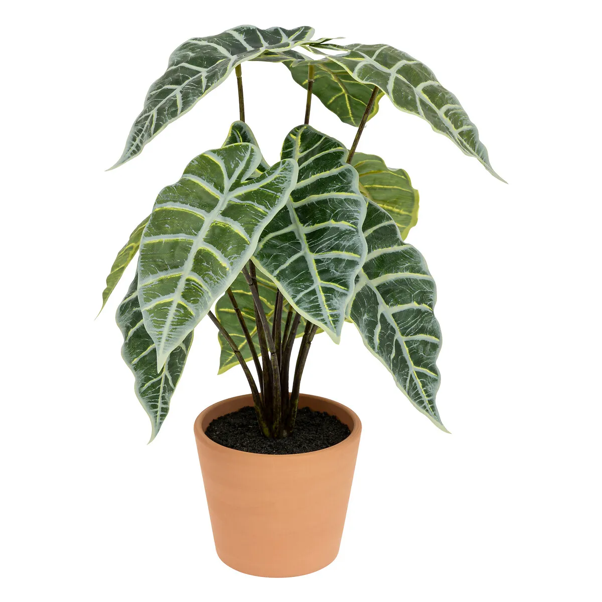 Alocasia artificiel