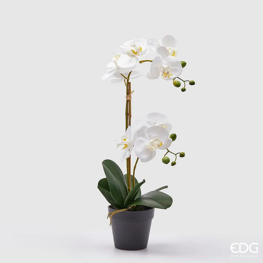 EDG Enzo De Gasperi Phalaenopsis Orchid with Vase Branch x2 Artificial