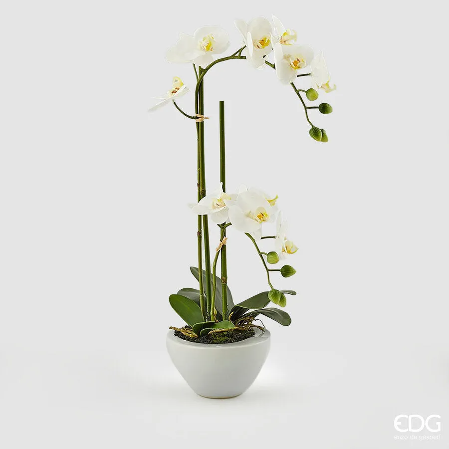 EDG Enzo De Gasperi Orchid Phalaenopsis Real x2 with Artificial Vase H