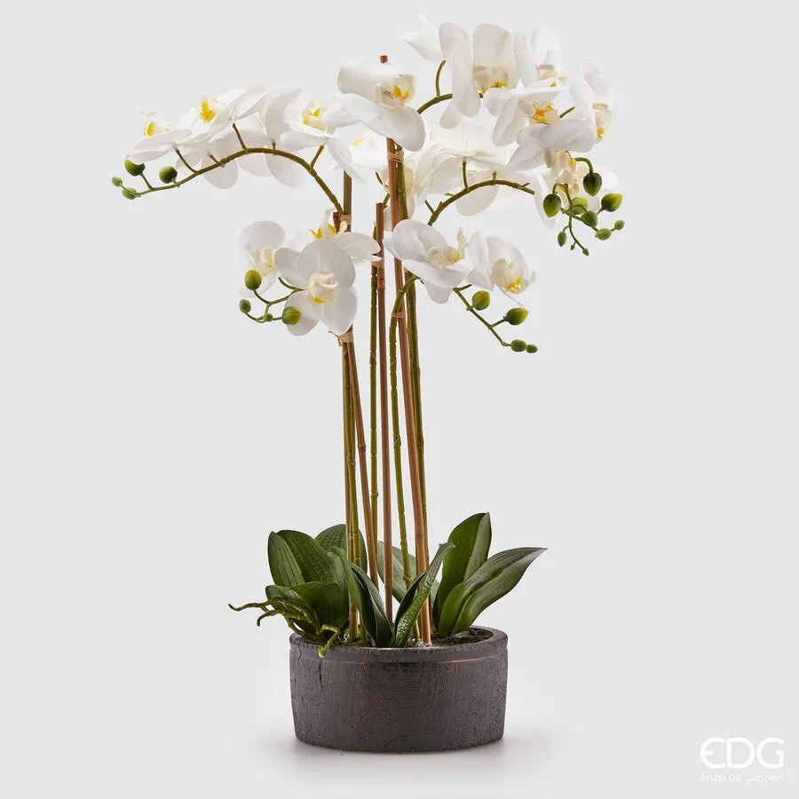 EDG Enzo De Gasperi Orchid Phalaenopsis Real with Vase Branch x6 Artif