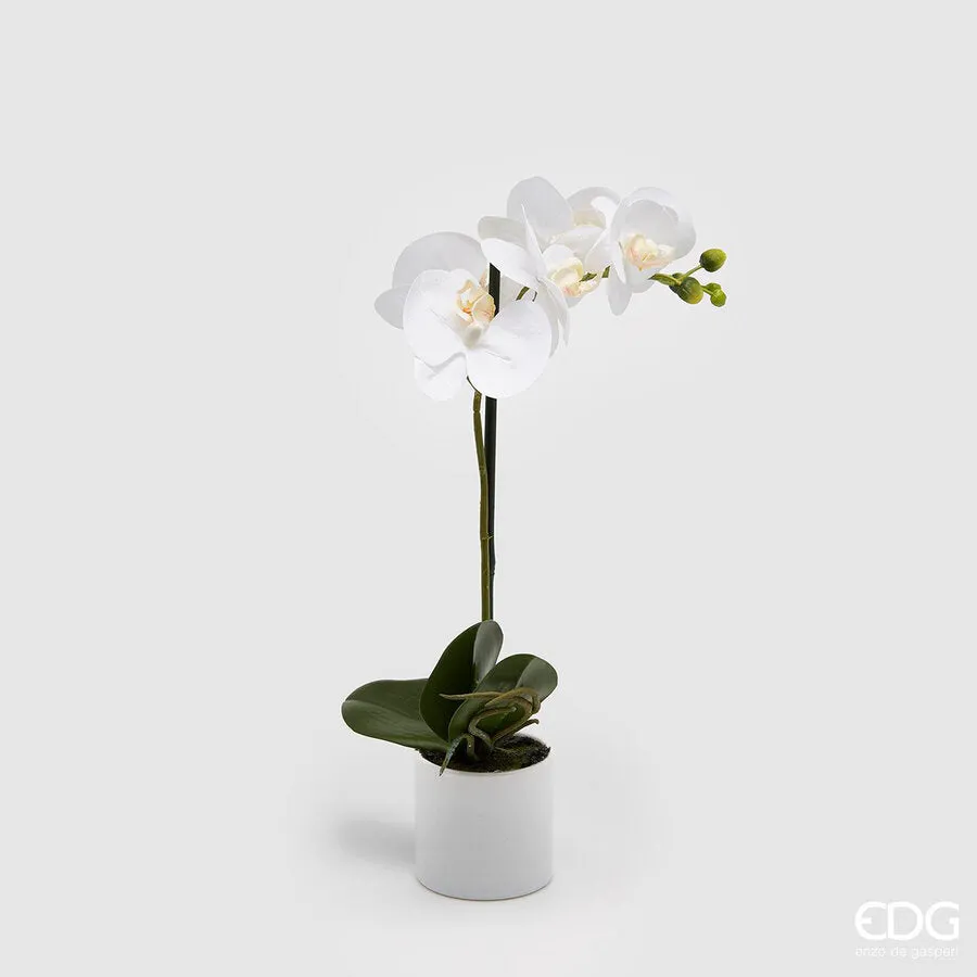EDG Enzo De Gasperi Orchid Phalaenopsis Real with Artificial Vase H 40