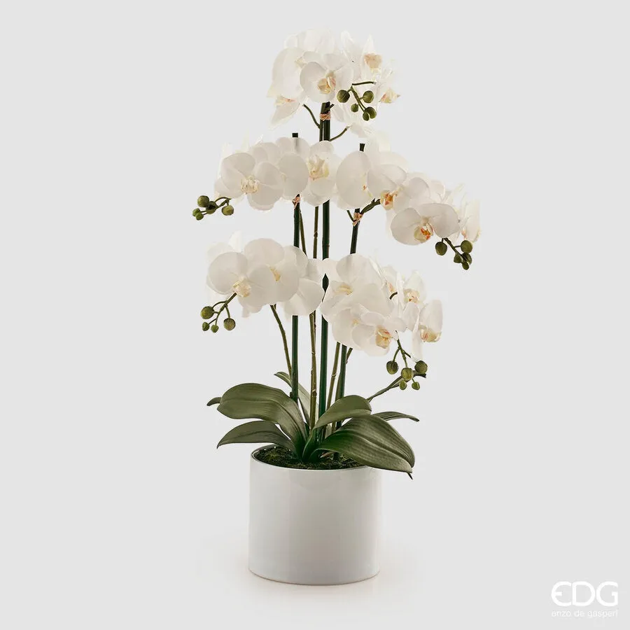 EDG Enzo De Gasperi Phalaenopsis Orchid Plant x5 with Artificial Vase