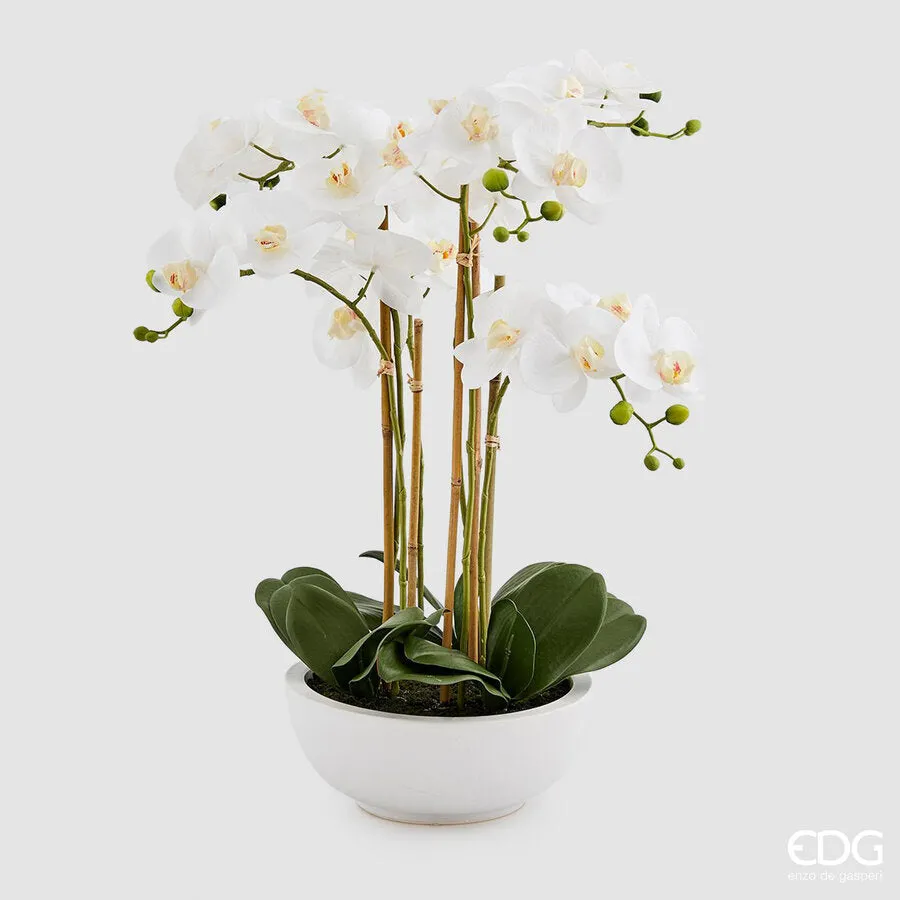 EDG Enzo De Gasperi Phalaenopsis Orchid Plant x6 with Artificial Vase