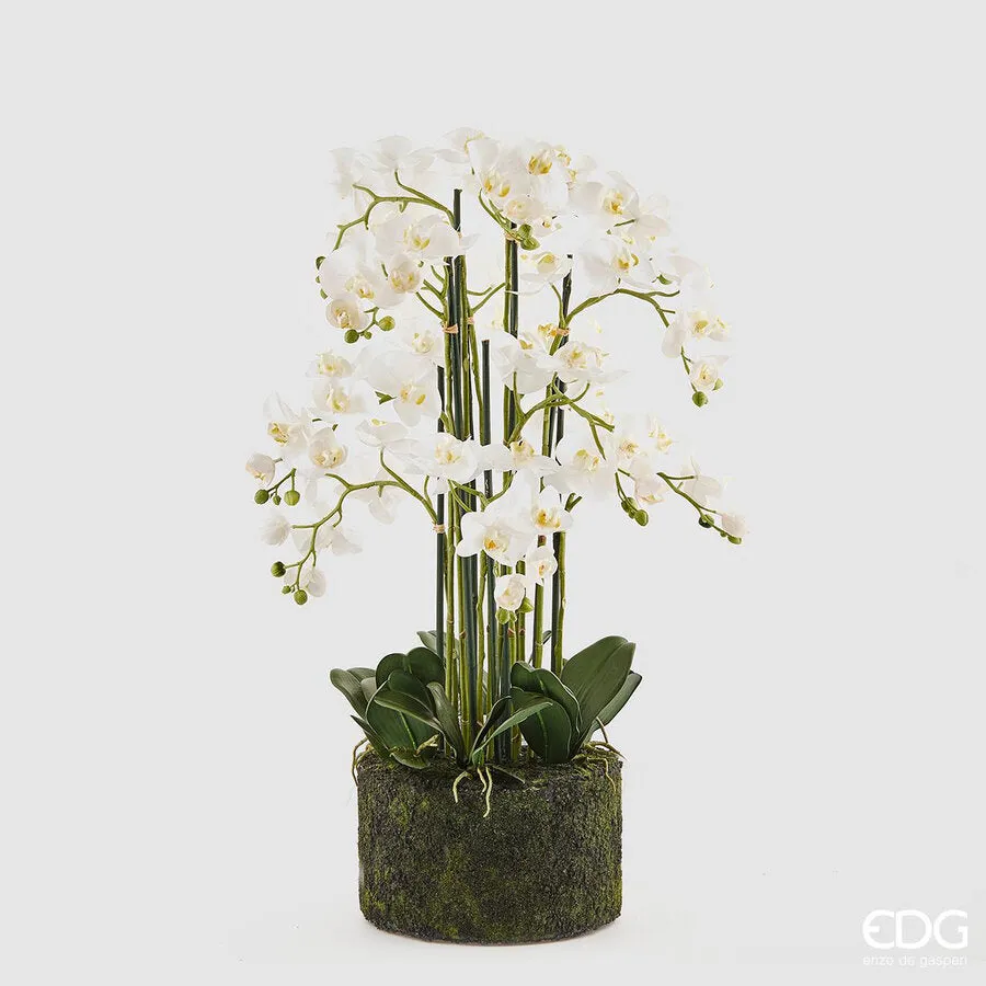 EDG Enzo De Gasperi Orchid Phalaenopsis Real x12 with Artificial Sod H