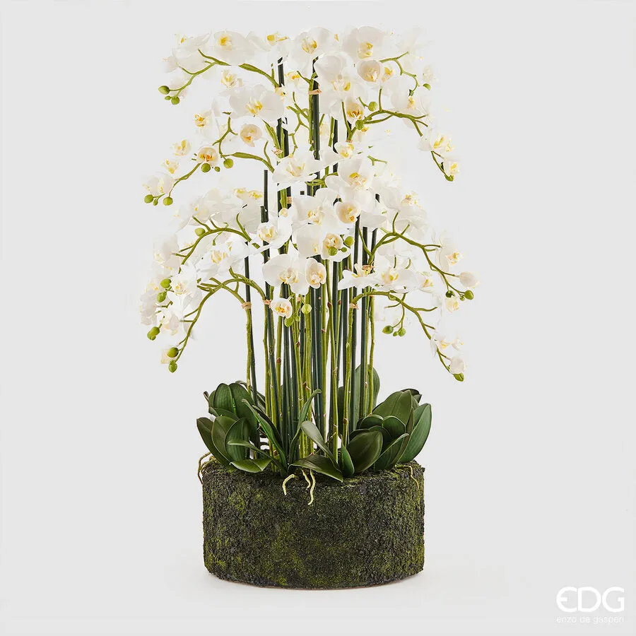 EDG Enzo De Gasperi Orchid Phalaenopsis Real x20 with Artificial Root