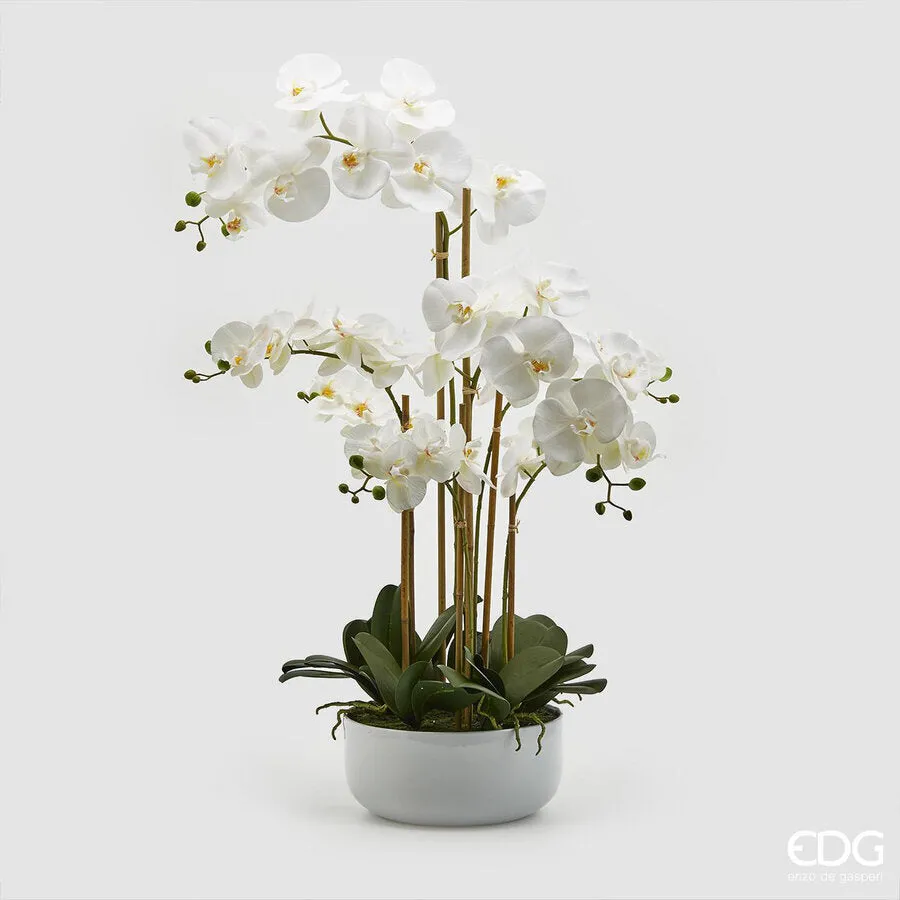 EDG Enzo De Gasperi Orchid Phalaenopsis Real x7 with Artificial Vase H
