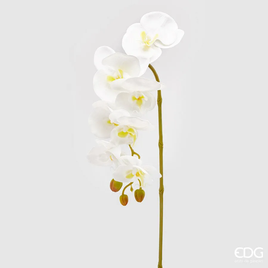 EDG Enzo De Gasperi Orchid Phalaenopsis Olis Branch 3D x7 Artificial H