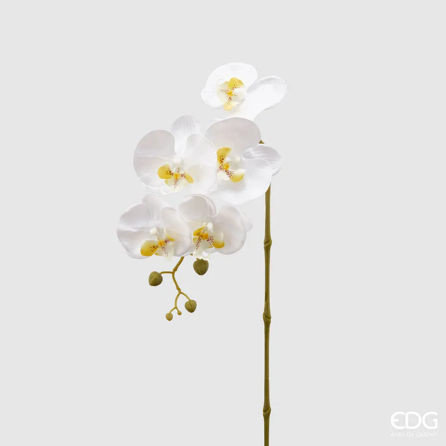 EDG Enzo De Gasperi Orchid Phalaenopsis Olis Branch 3D x5 Artificial H