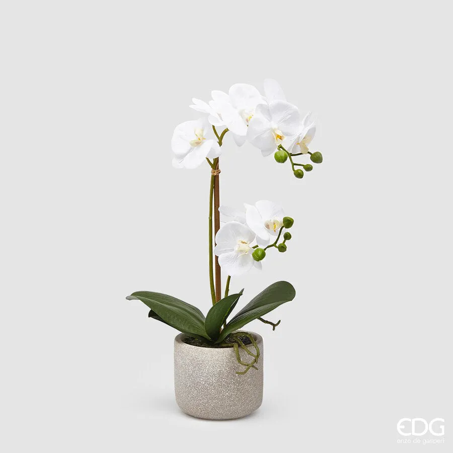 EDG Enzo De Gasperi Phalaenopsis Orchid Plant x2 Artificial with Pot H