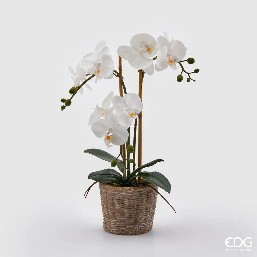 EDG Enzo De Gasperi Phalaenopsis Orchid Plant x3 Artificial with Baske