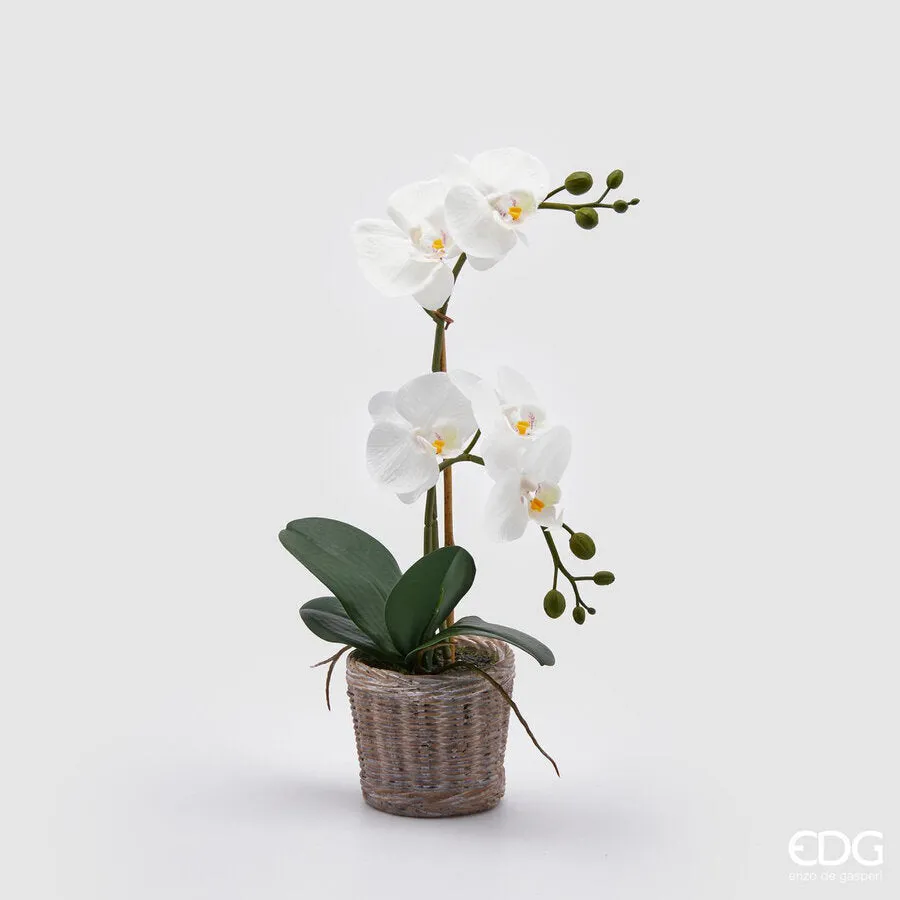 EDG Enzo De Gasperi Phalaenopsis Orchid Plant x2 Artificial with Baske