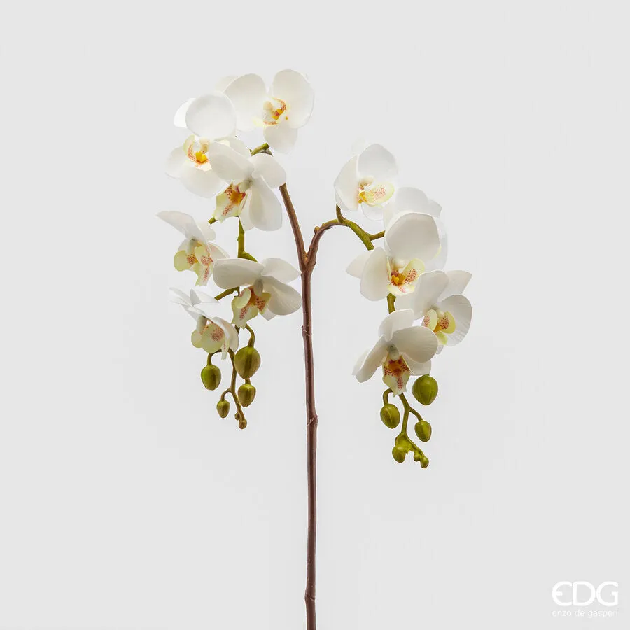 EDG Enzo De Gasperi Orchid Phalaenopsis Olis Branch x2 Artificial H 62