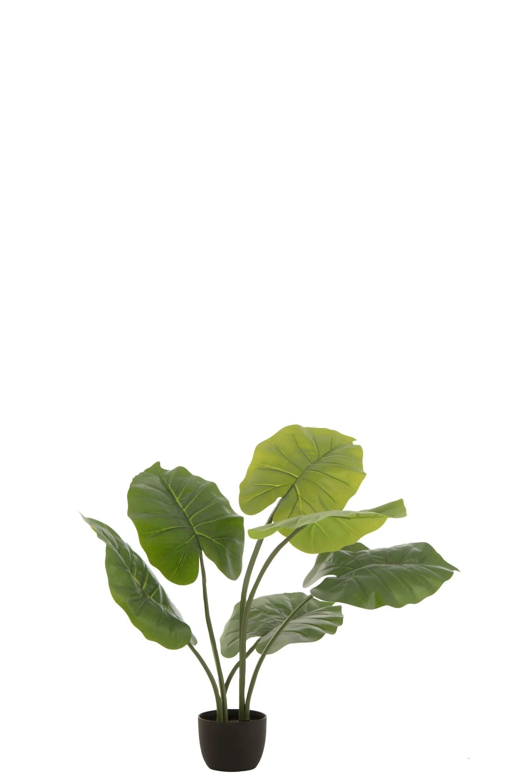 Taro sauvage en pot plastique vert small