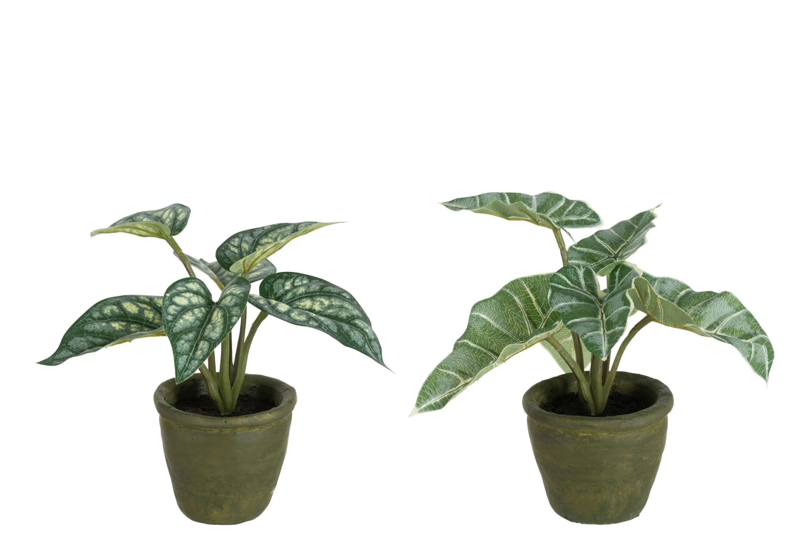 Anthurium/taro geant en pot plastique vert assortiment de 2