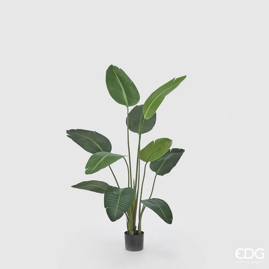 EDG Enzo De Gasperi Strelitzia Chic with Artificial Vase H 150 Cm Gree