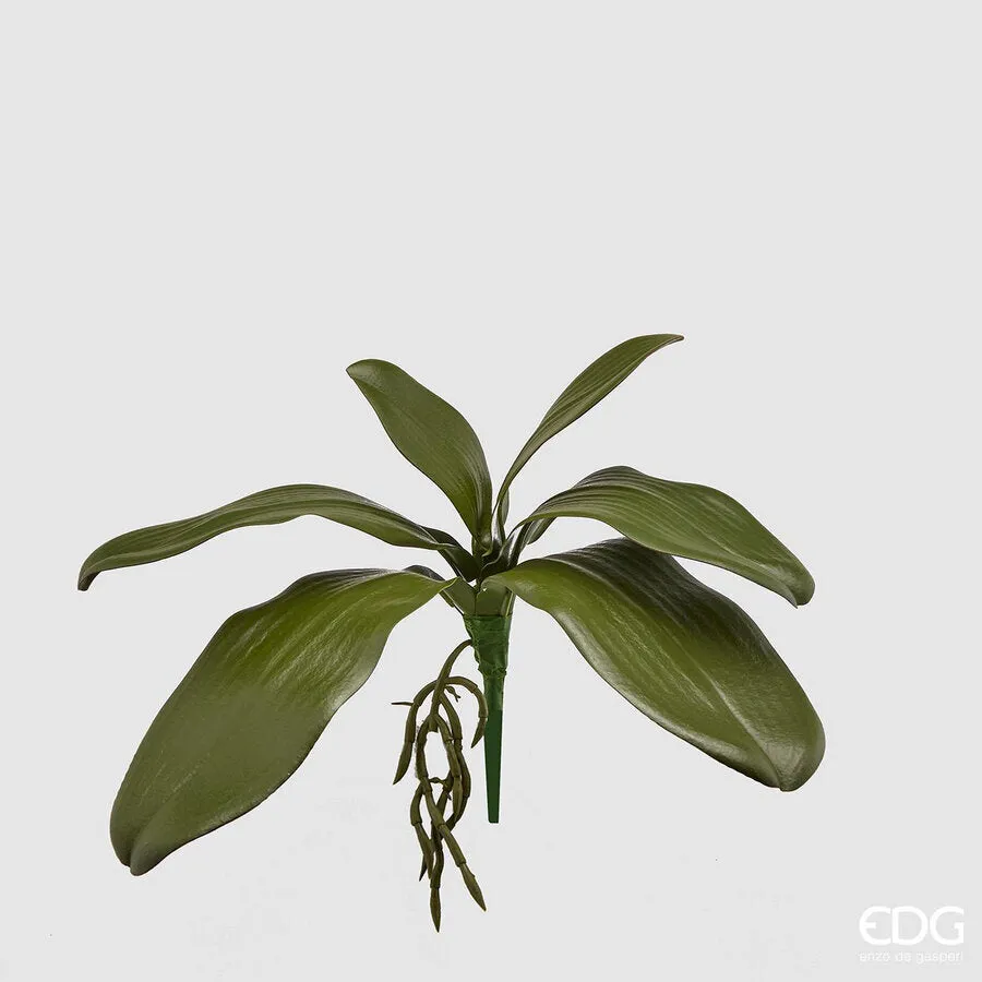 EDG Enzo De Gasperi Orchid Phalaenopsis Olis Leaf x6 with Artificial R