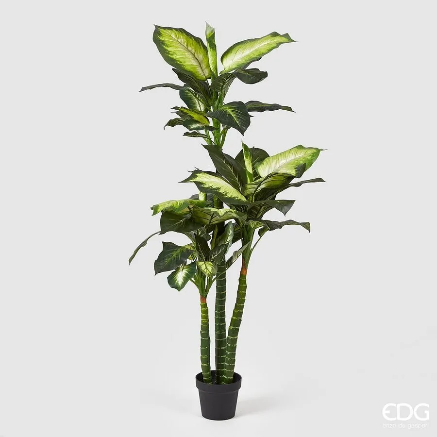 EDG Enzo De Gasperi Dieffenbachia with Artificial Vase H 155 Cm White