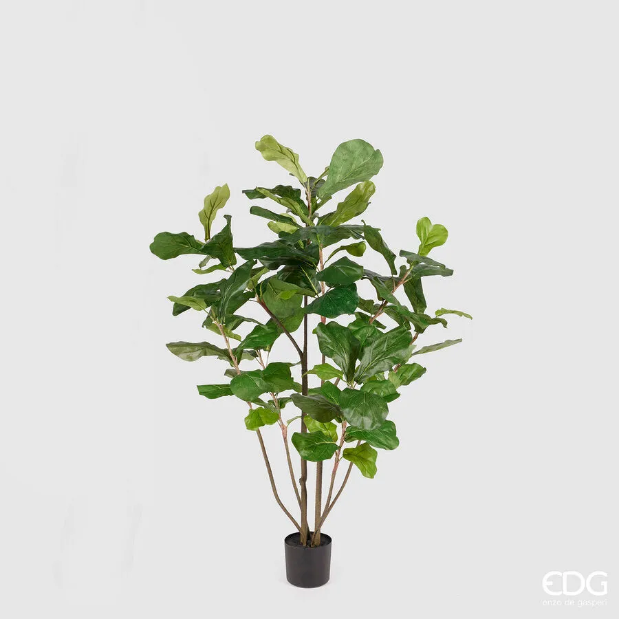 EDG Enzo De Gasperi Ficus Lyrata with Vase H 122 Cm Green