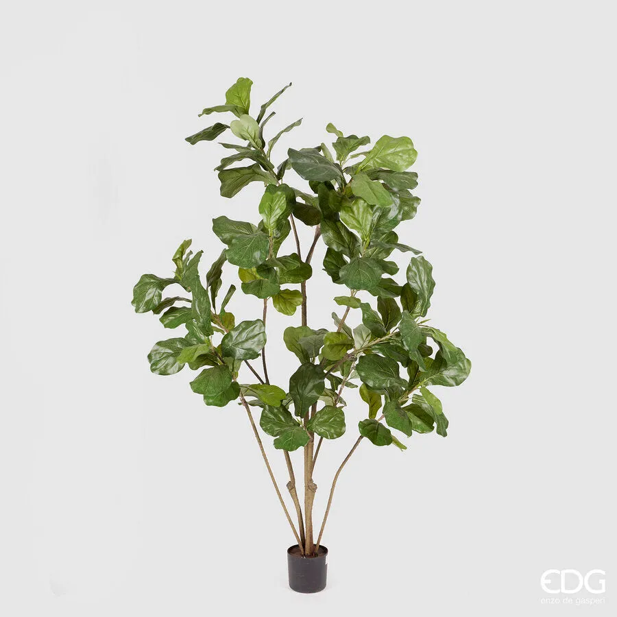 EDG Enzo De Gasperi Ficus Lyrata with Vase H 152 Cm Green