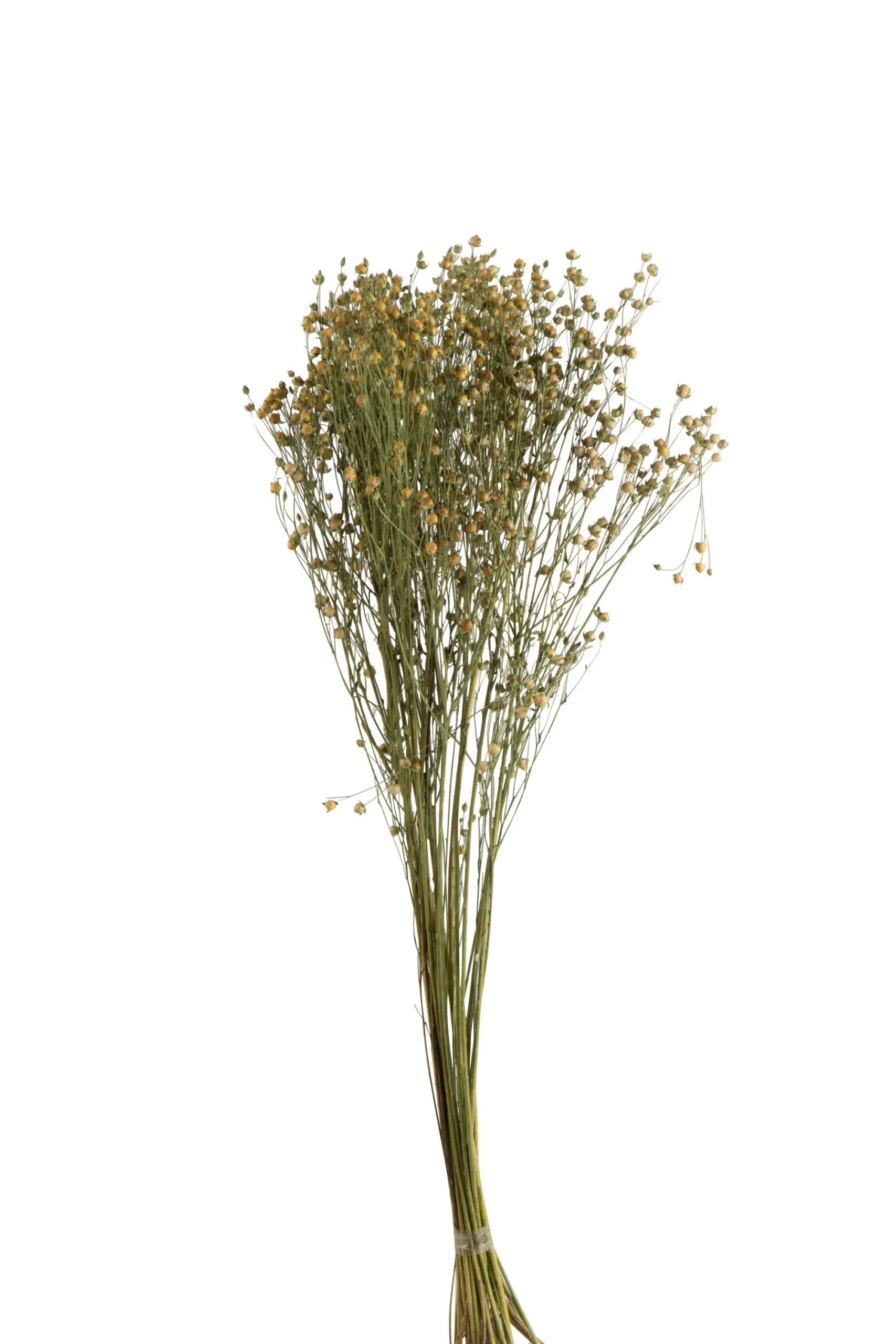 Botte fleurs de lin sechees lin jaune