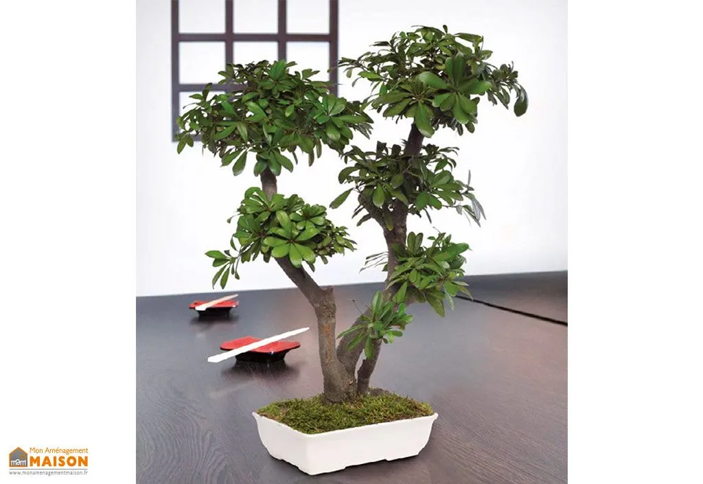 Arbre Bonsaï Stabilisé Tobira 70 cm