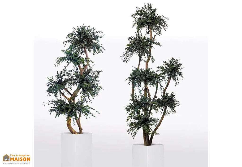 Arbre Stabilisé Parvifolia (Pls Dimensions)