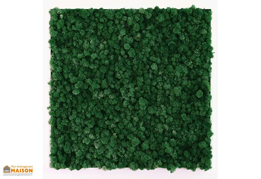 Cadre Végétal Carré Lichen Khloe (Pls Dimensions)