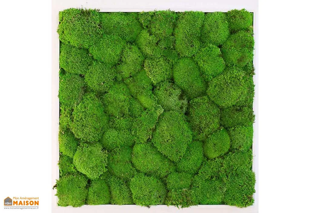 Cadre Végétal Carré Mousse Boule Kokoon (Pls Dimensions)