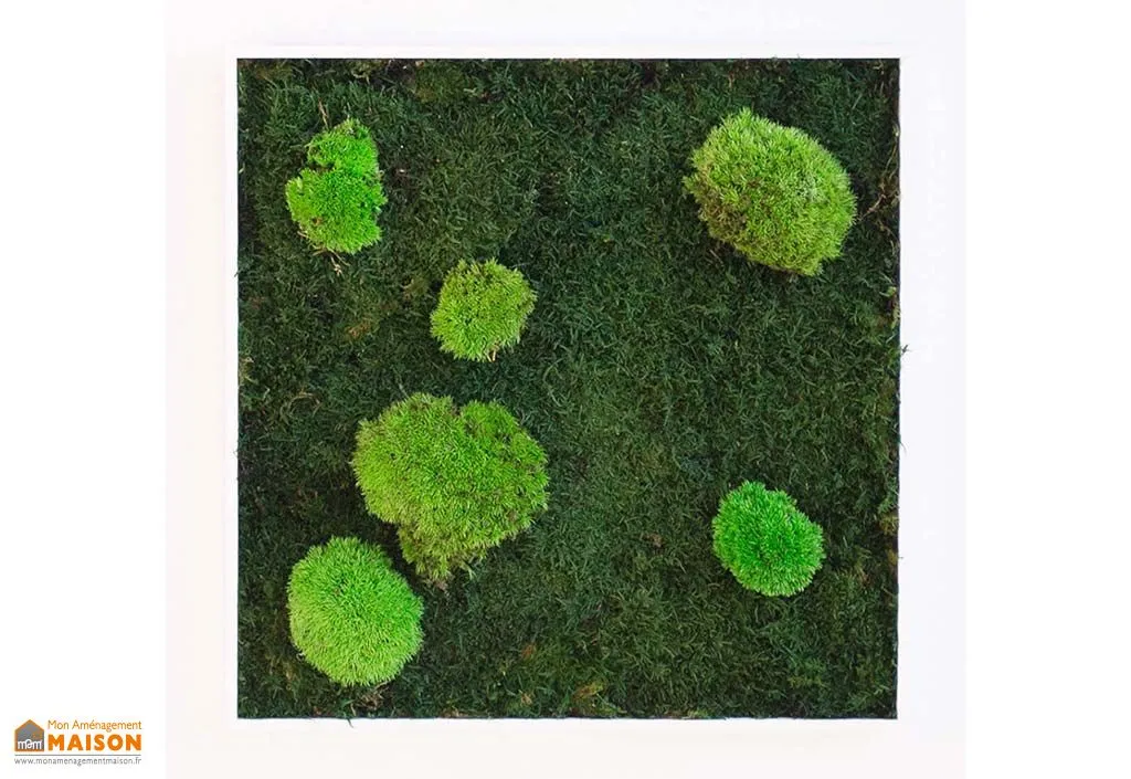 Cadre végétal carré mousses Island (pls dimensions)