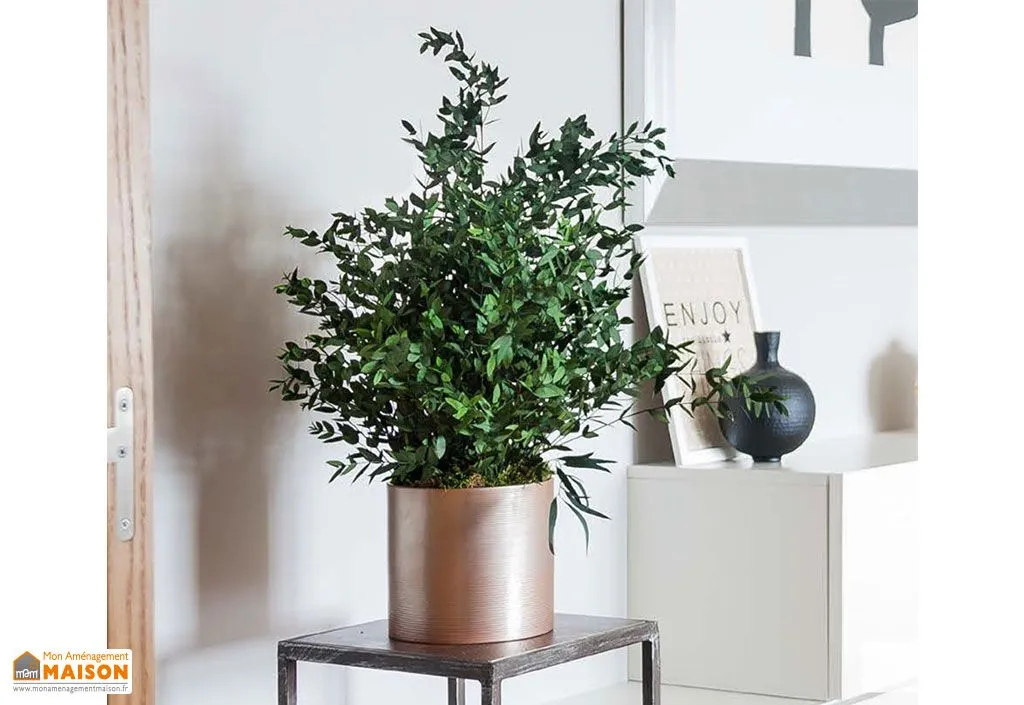 Plante Stabilisée Parvifolia 70 cm