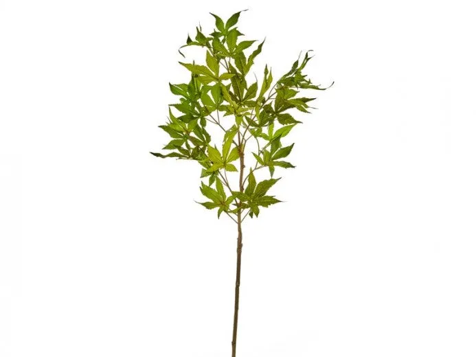 Branche décorative artificielle Logan Vert, H30 cm